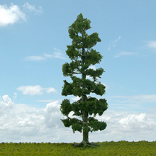 model trees